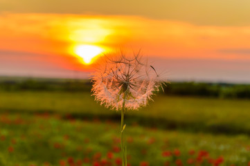 Dandelion sunset