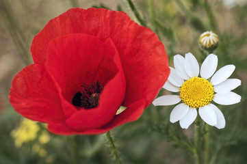 poppies and daisies