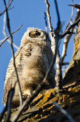 Young Owlet Scanning Across the Tree Tops