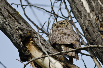 Great Horned Owl Scanning Across the Tree Tops