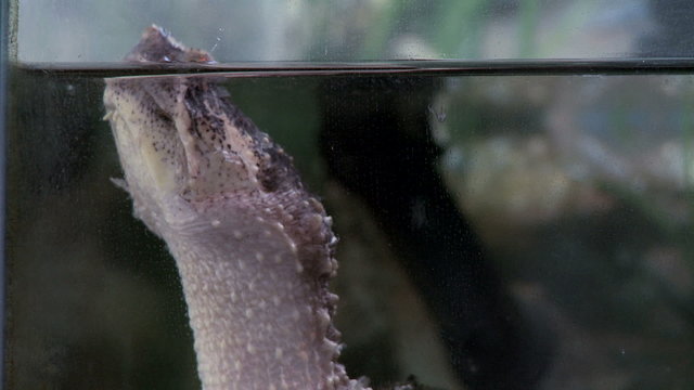 Close up on the head of a snapping turtle at water surface