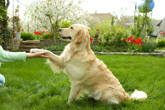 Dog paw and human hand doing a handshake, outdoors