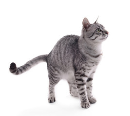 Beautiful cat isolated on white