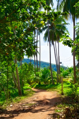 Road in Jungle