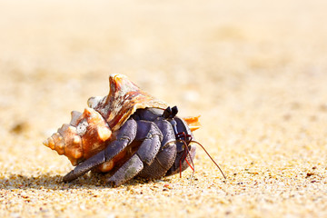 Hermit Crab