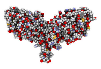 CTLA-4 (Cytotoxic T-lymphocyte-associated protein 4, CD152) 