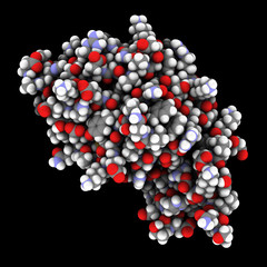 Fibroblast Growth Factor 9 (FGF9, Glia-activating factor) protein