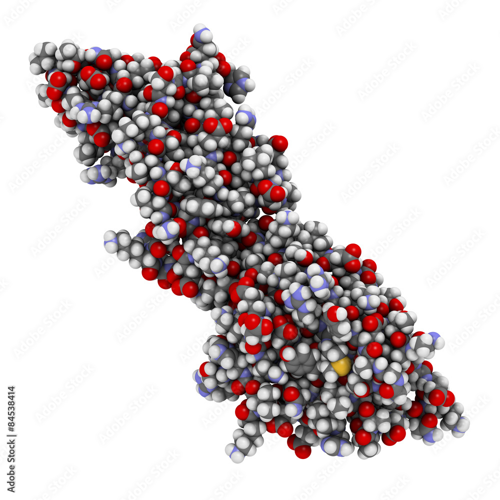 Poster Programmed death-ligand 1 (PD-L1) protein. 