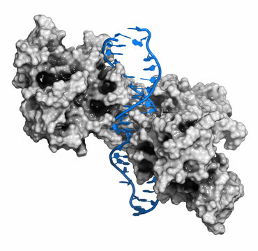 NF-kB protein