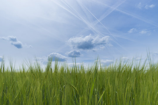 blue and green