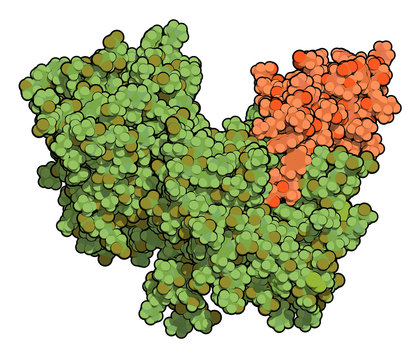 Proprotein convertase subtilisin kexin type 9 (PCSK9) protein. 