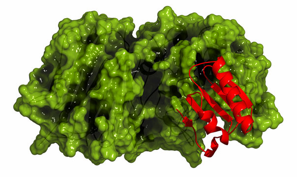 Proprotein convertase subtilisin kexin type 9 (PCSK9) protein. 
