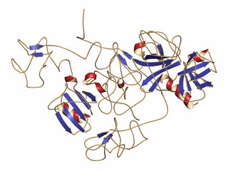 Plasminogen plasmin precursor protein. 