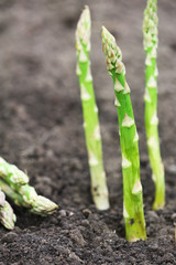 Organic farming asparagus in black soil