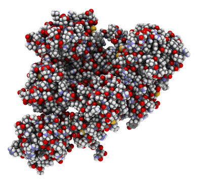 Plasminogen plasmin precursor protein. 