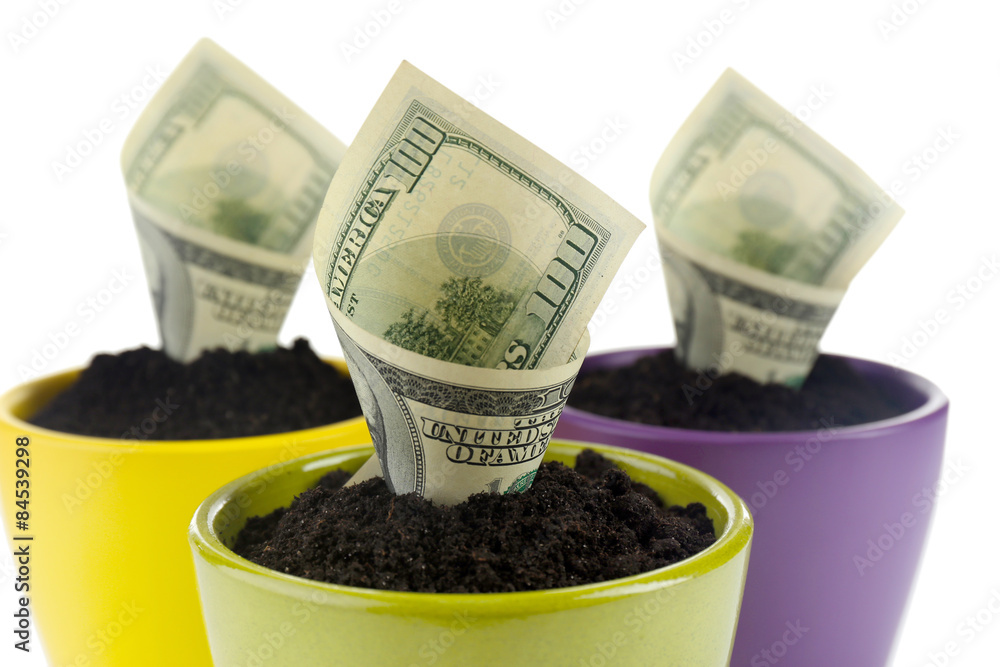 Wall mural Growing money in colorful flowerpots isolated on white