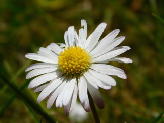 Fototapeta premium Gänseblümchen Bellis perennis