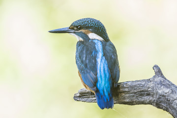 Common kingfisher