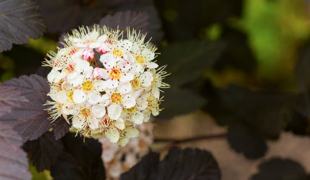 Closeup Of Blooming Diablo Ninebark With Room For Copy