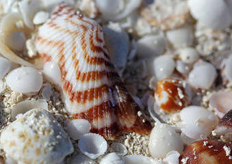 The big amount of shells laying in the sand macro shot