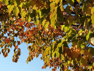 ハナミズキの黄葉