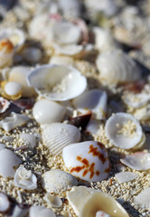 The big amount of shells laying in the sand macro shot
