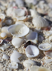 Fototapeta na wymiar The big amount of shells laying in the sand macro shot