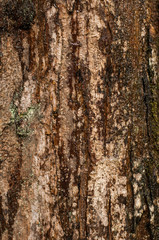 Pine Trunk / Texture of a pine trunk