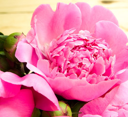 Floral frame with pink peonies on wooden background