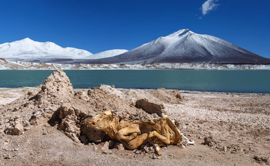 Mummified cow on Green Lagoon (Laguna Verde) on the border of Ar