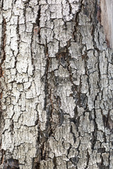 Patterned of grunge tree peel,wood texture, nature, plant backgr