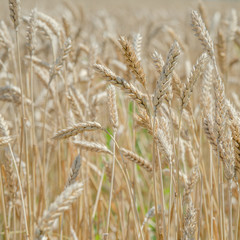 Ears of wheat on the field with blue sky