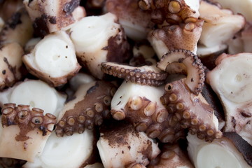 Octopus