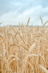 Ears of wheat on the field with blue sky