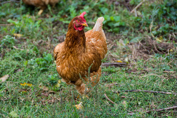 Rooster. Free Range Cock and Hens