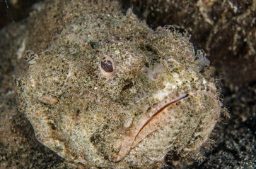 scuba diving lembeh indonesia devil scorpionfish