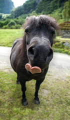 Fototapeta premium funny muzzle pony with heart shape tongue