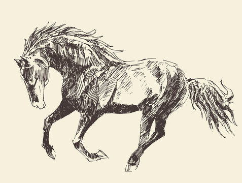 Horse Vintage Engraved Illustration, Hand Drawn