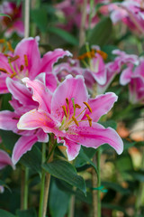 Fototapeta na wymiar Beautiful pink lilies flowers