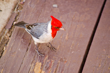 Friendly Red-crested Cardinal