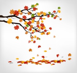 Autumn branch with falling leaves