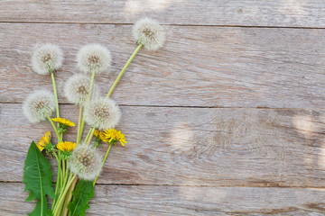 Fototapeta premium Dandelion flowers on wood