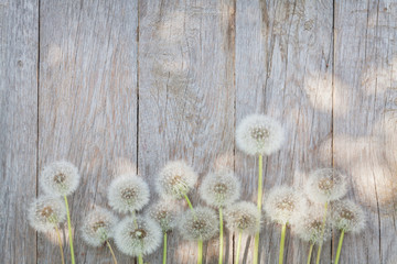 Fototapeta premium Dandelion kwitnie na drewnie