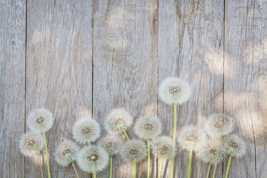 Fototapeta Dandelion flowers on wood
