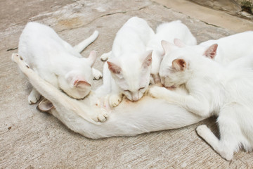 Kitty Feeding Her Kittens