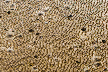 Fototapeta na wymiar At low tide looking abstract patterns of sand.