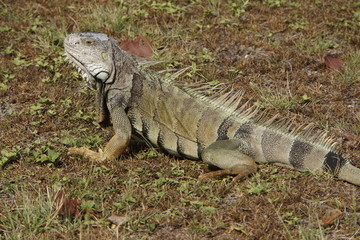 Grüner Leguan (Iguana iguana)