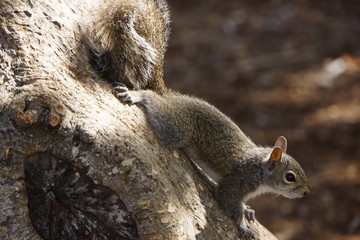 Grauhörnchen (Sciurus carolinensis) © etfoto