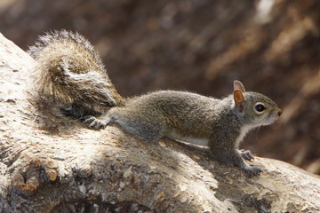 Grauhörnchen (Sciurus carolinensis)