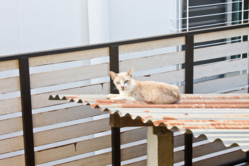 Cat on the roof
